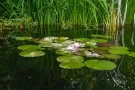 Nestled Lily