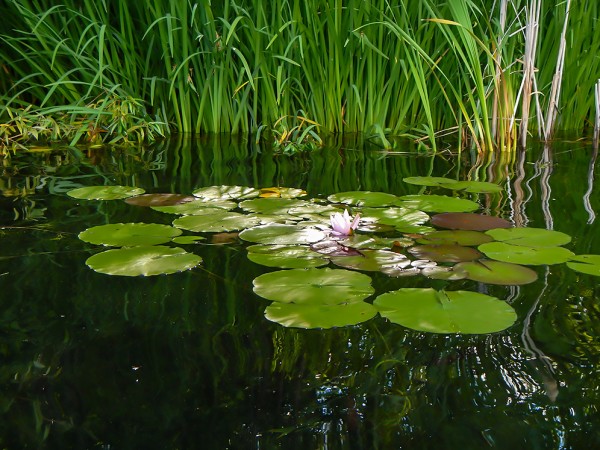 Nestled Lily