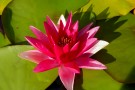 Water Lily 0485